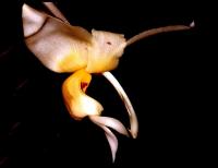Image of Stanhopea carchiensis