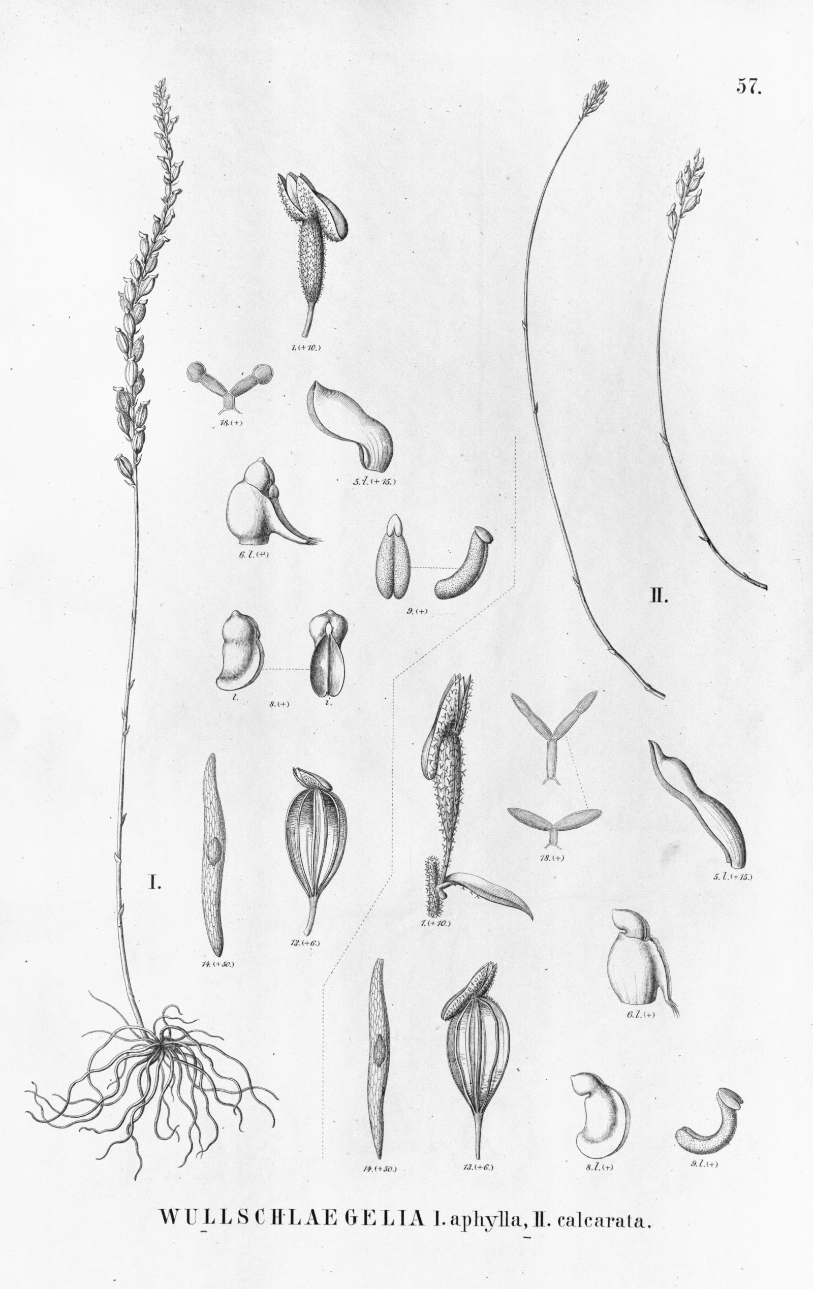 Wullschlaegelia aphylla image