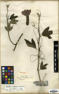 Image of Passiflora mathewsii