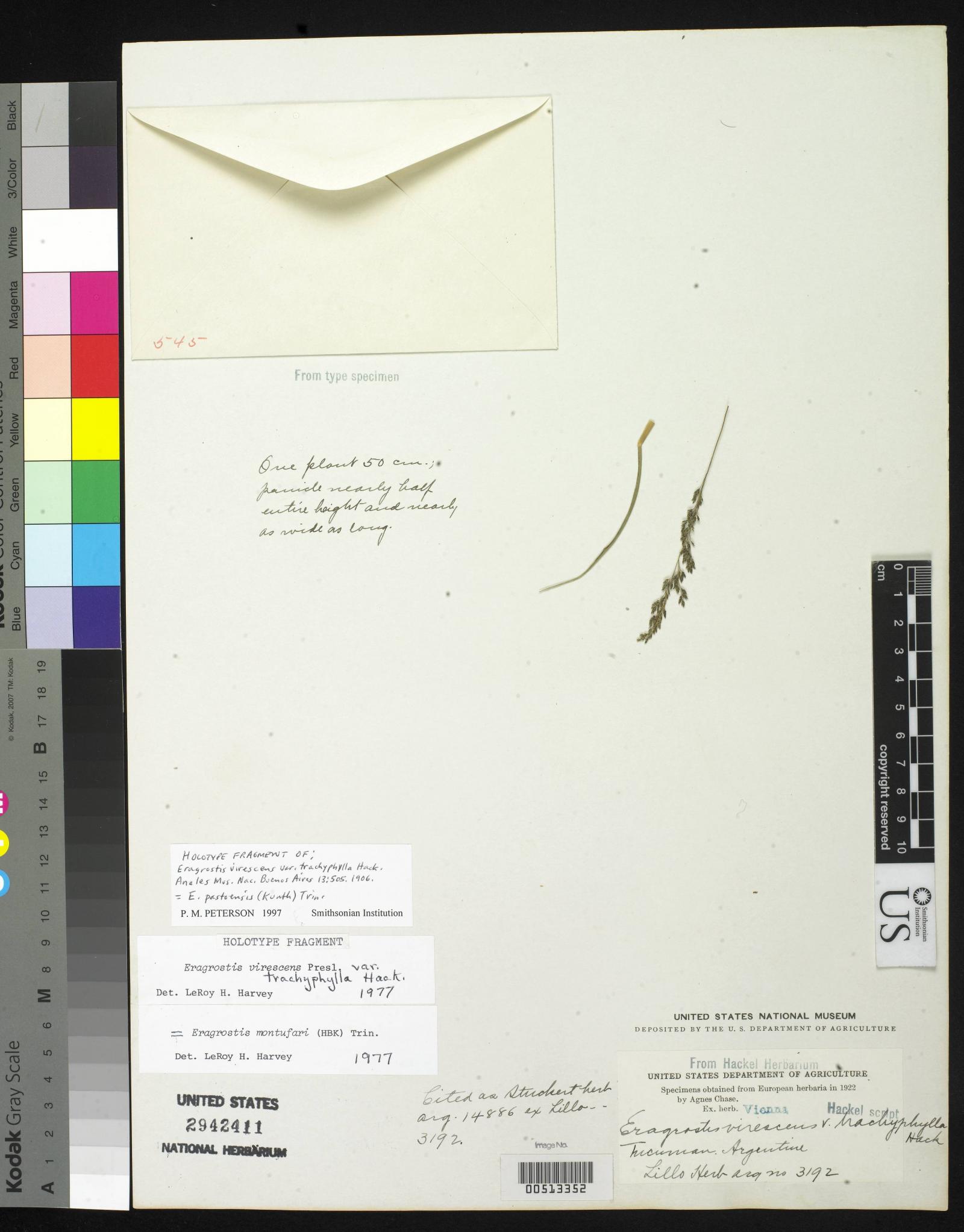 Eragrostis pastoensis image