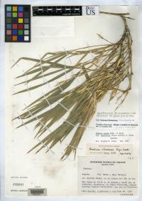 Image of Guadua angustifolia