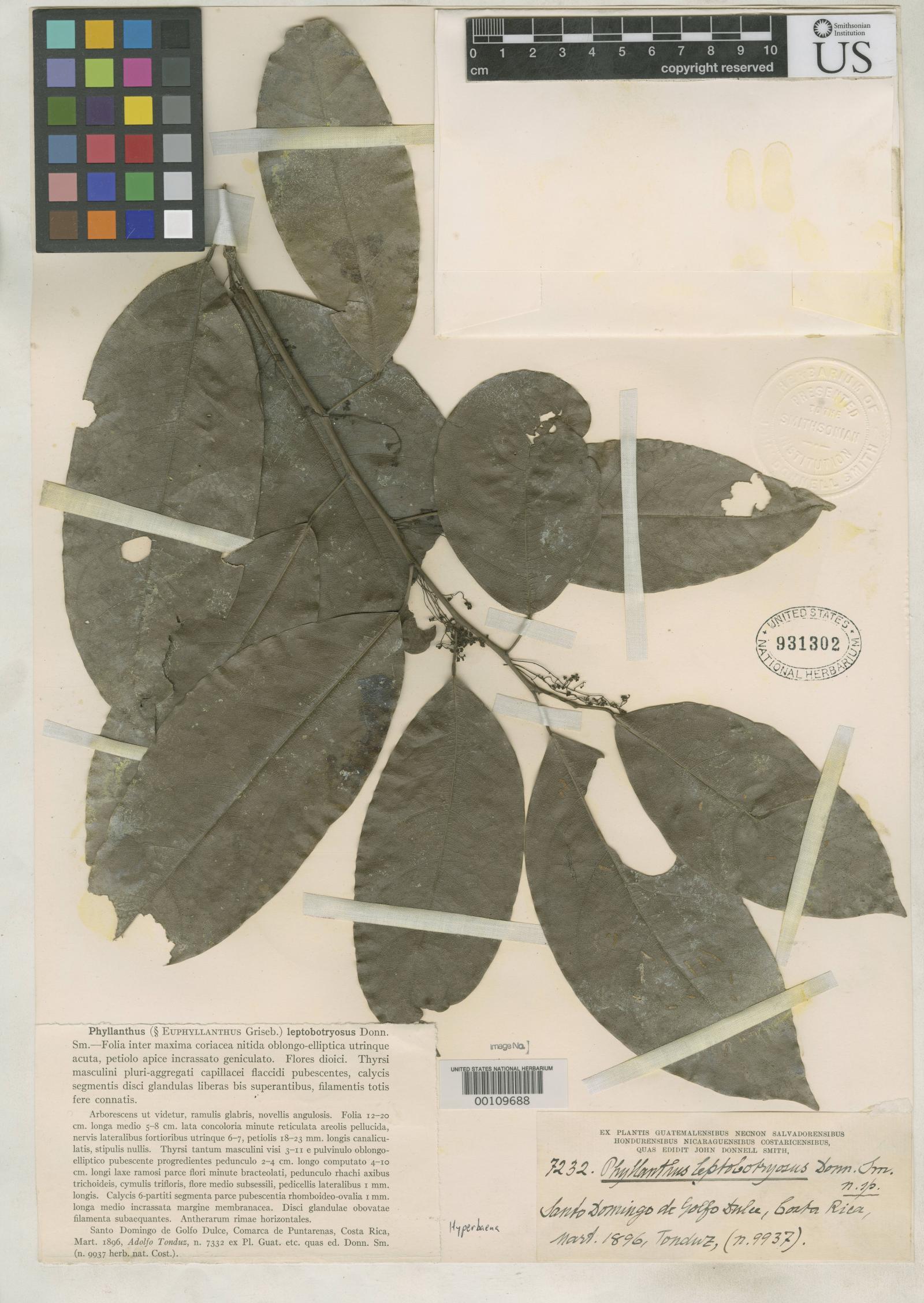 Phyllanthus leptobotryosus image