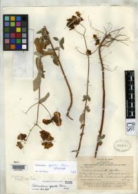 Image of Calceolaria aperta