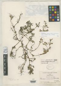 Calceolaria flosparva image