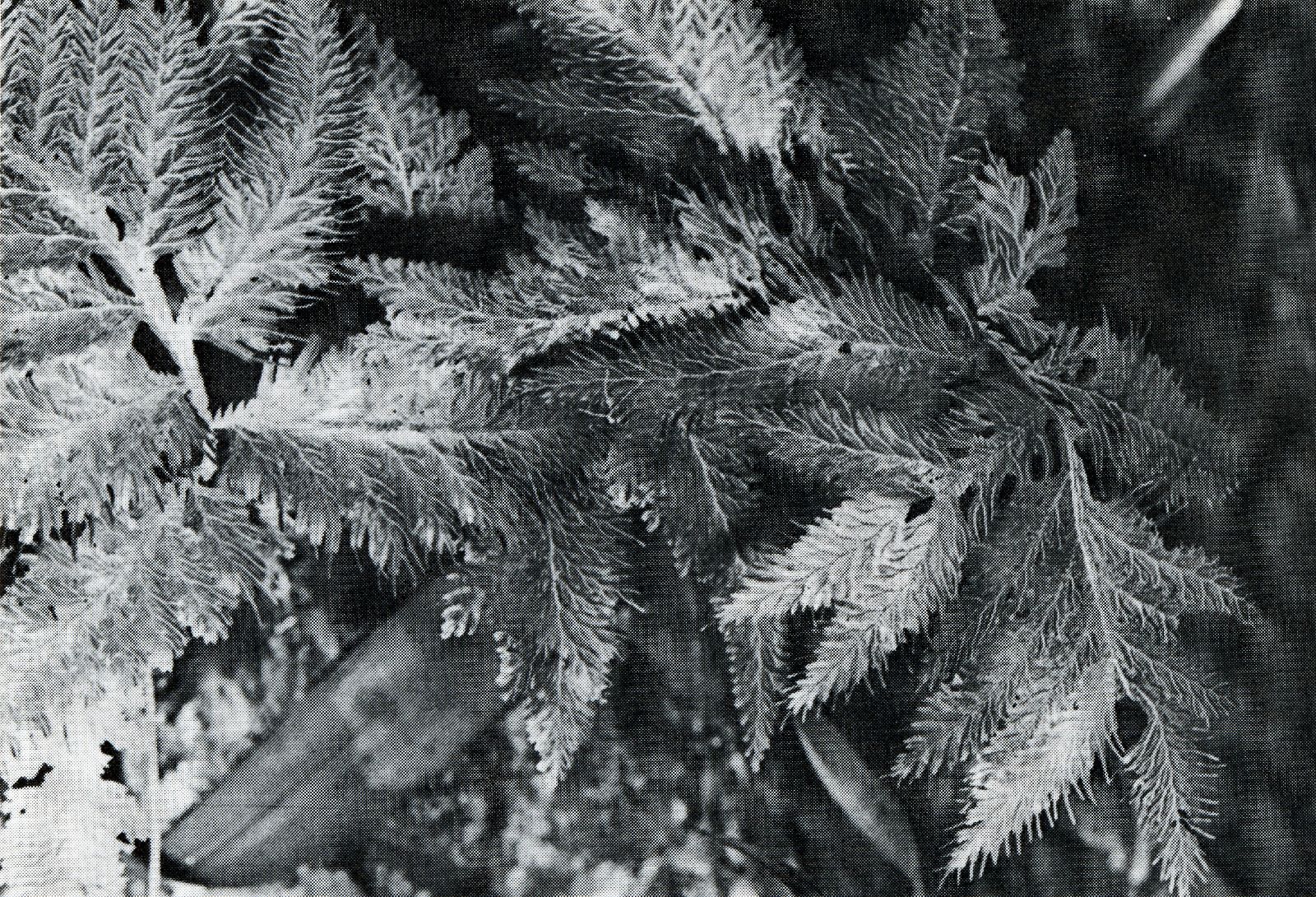 Selaginella haematodes image