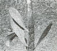 Image of Anetium citrifolium