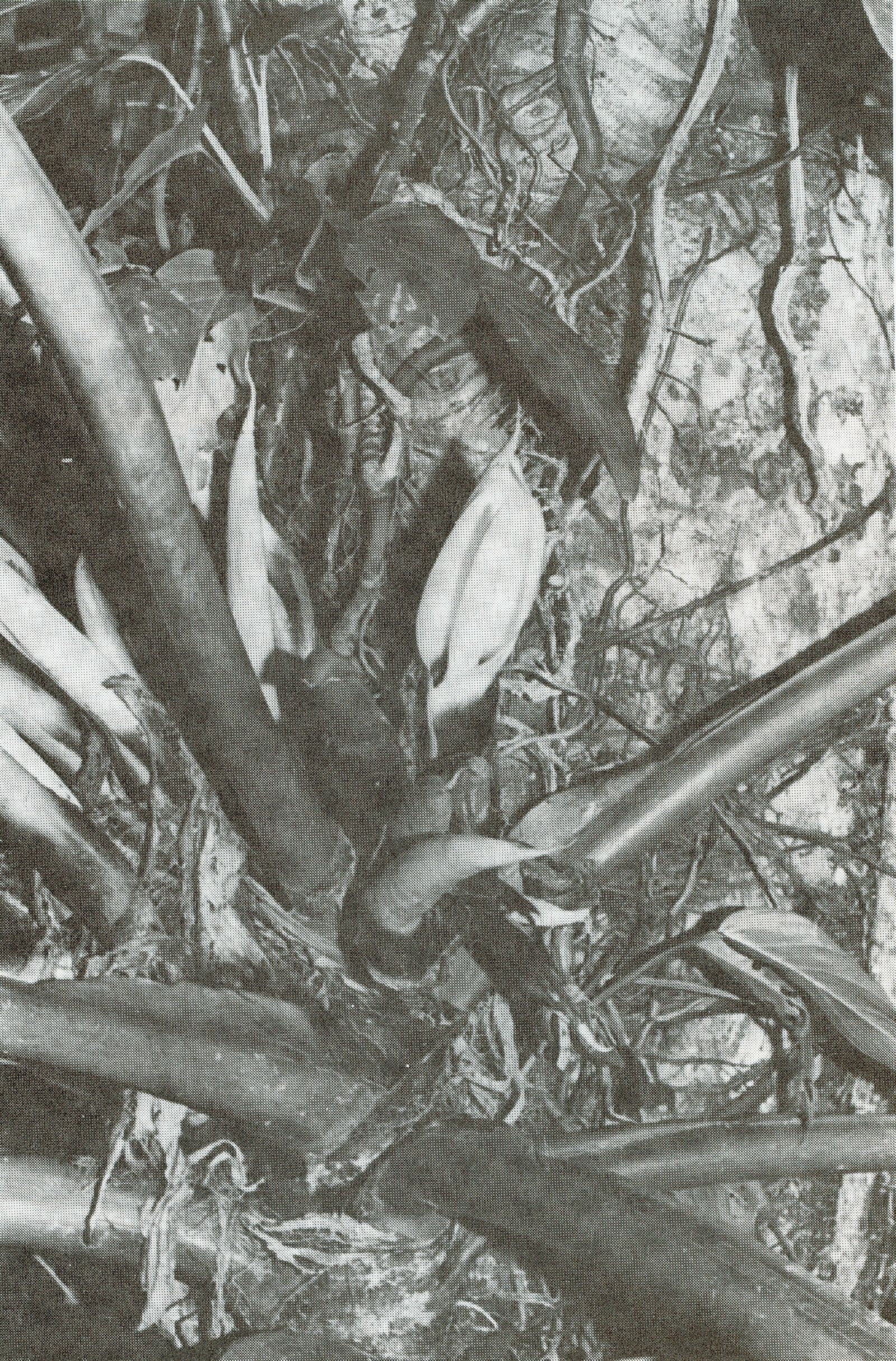 Philodendron fragrantissimum image