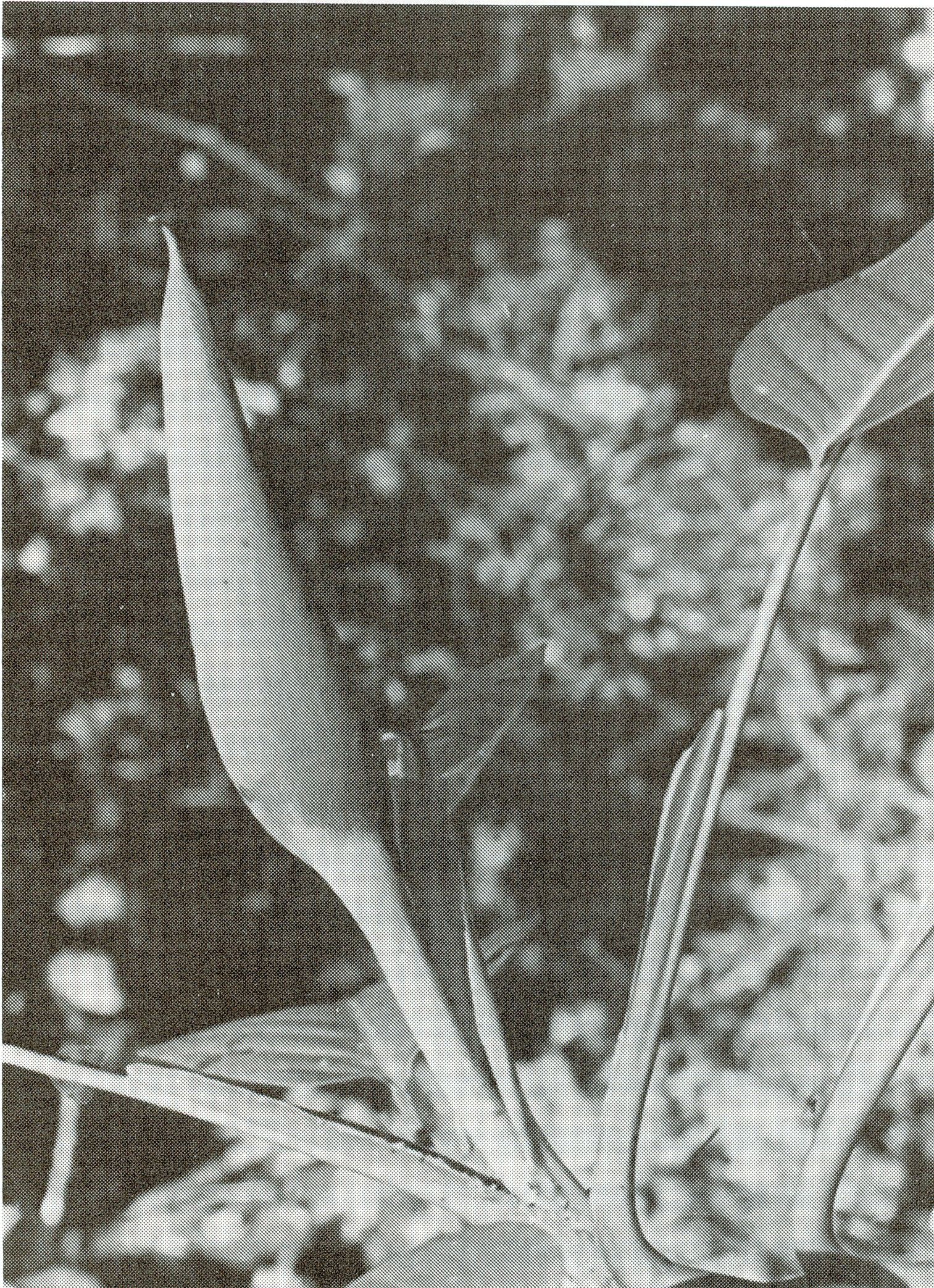 Philodendron nervosum image