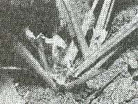 Image of Calathea panamensis