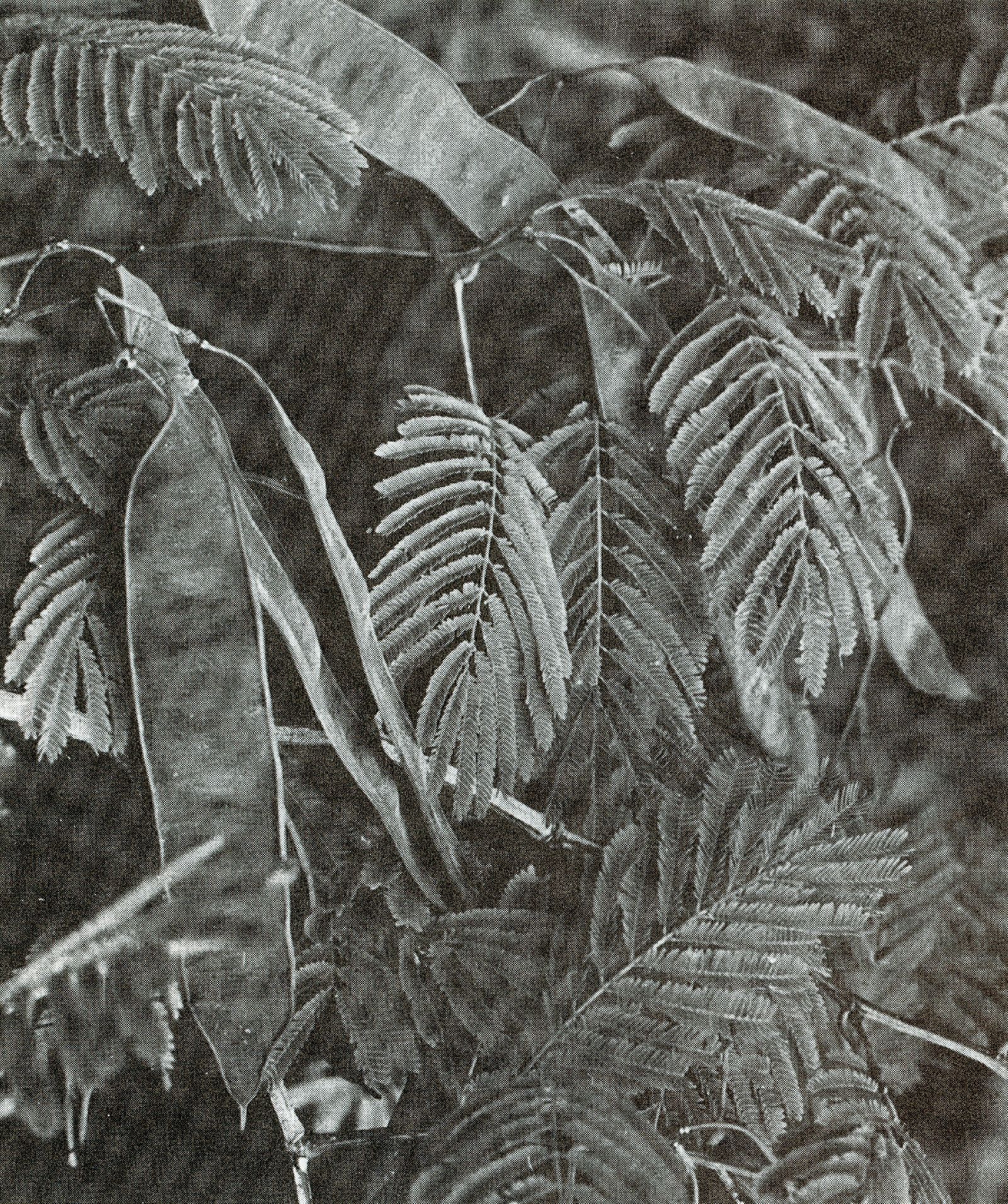 Acacia riparia image