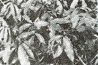 Image of Erythroxylum panamense