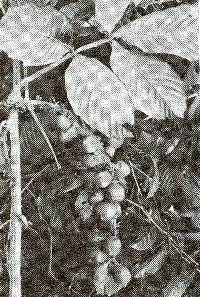 Paullinia bracteosa image