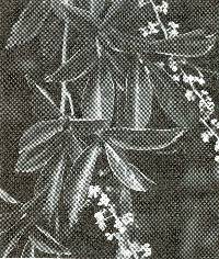 Image of Serjania paucidentata