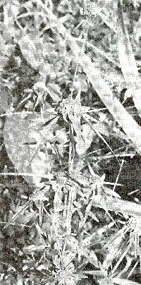 Image of Borreria densiflora