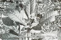 Image of Psychotria carthagenensis