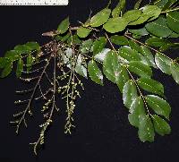 Image of Copaifera aromatica
