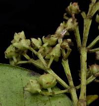 Alzatea verticillata subsp. amplifolia image