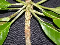 Image of Chromolucuma rubriflora