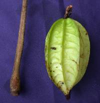 Herrania nycterodendron image