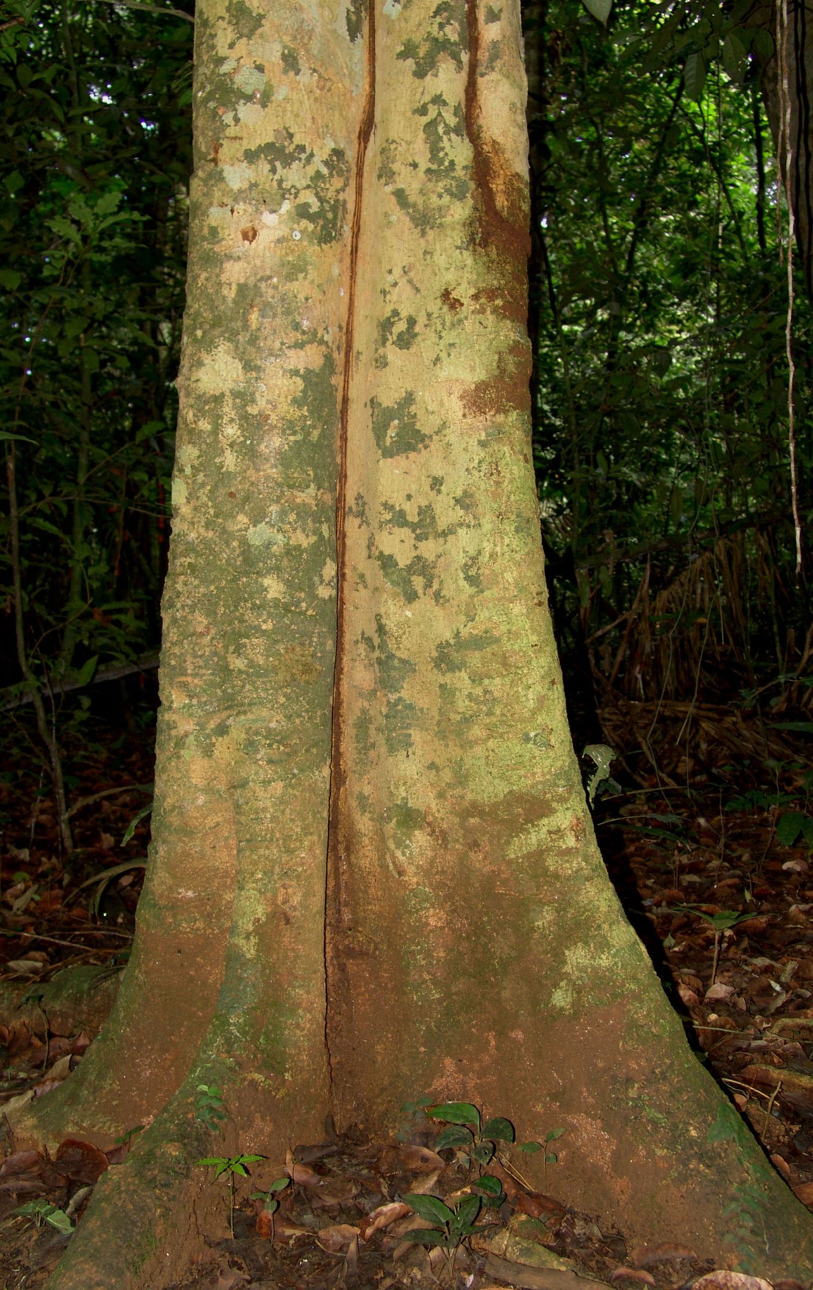 Tabernaemontana arborea image