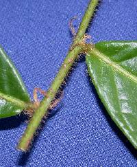 Image of Hirtella guatemalensis