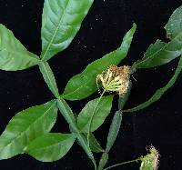 Image of Inga acuminata