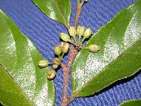 Image of Casearia arborea