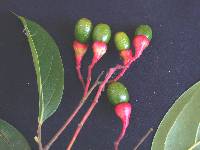 Nectandra purpurea image