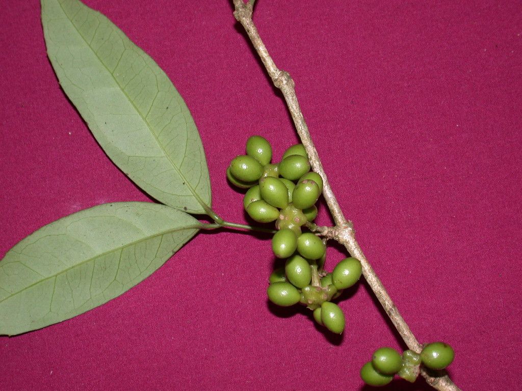 Mollinedia pinchotiana image