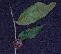 Naucleopsis naga image