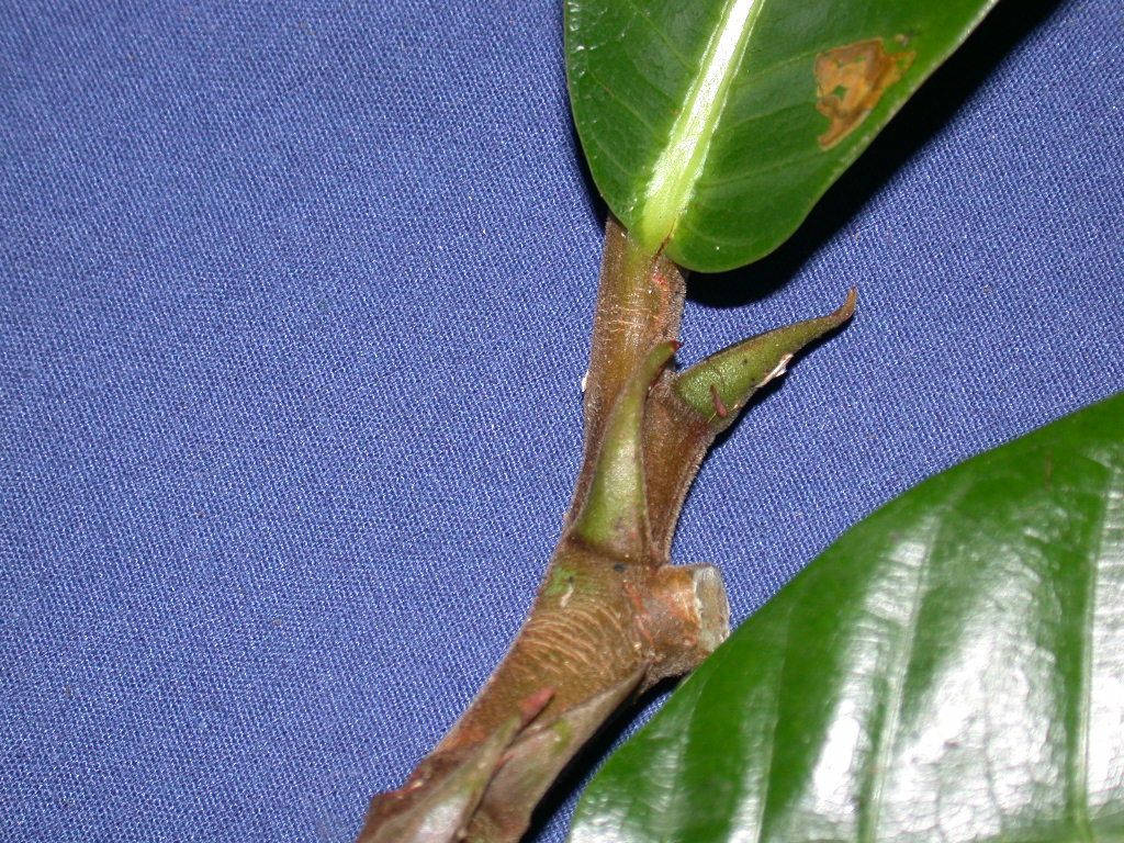 Naucleopsis ulei image