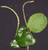 Image of Coccoloba caracasana