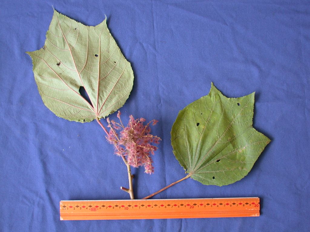 Heliocarpus image