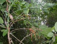 Image of Chamaedorea pinnatifrons