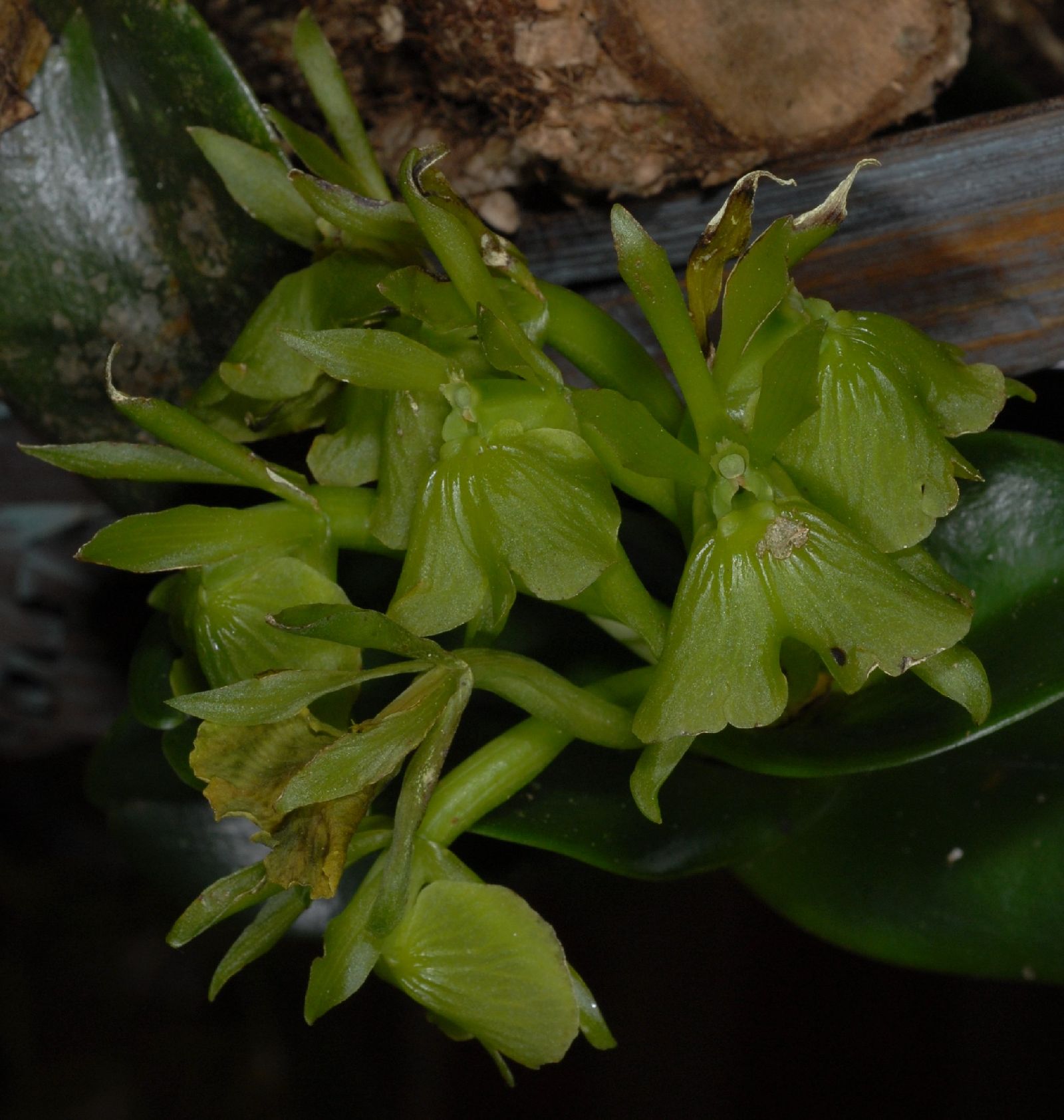 Epidendrum boricuarum image