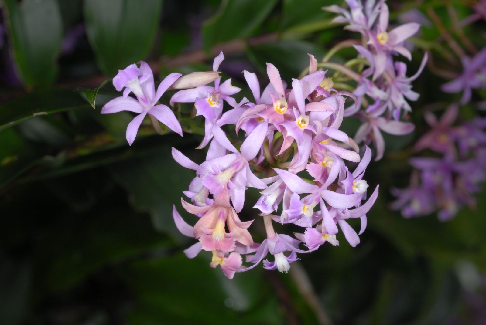 Epidendrum imatophyllum image
