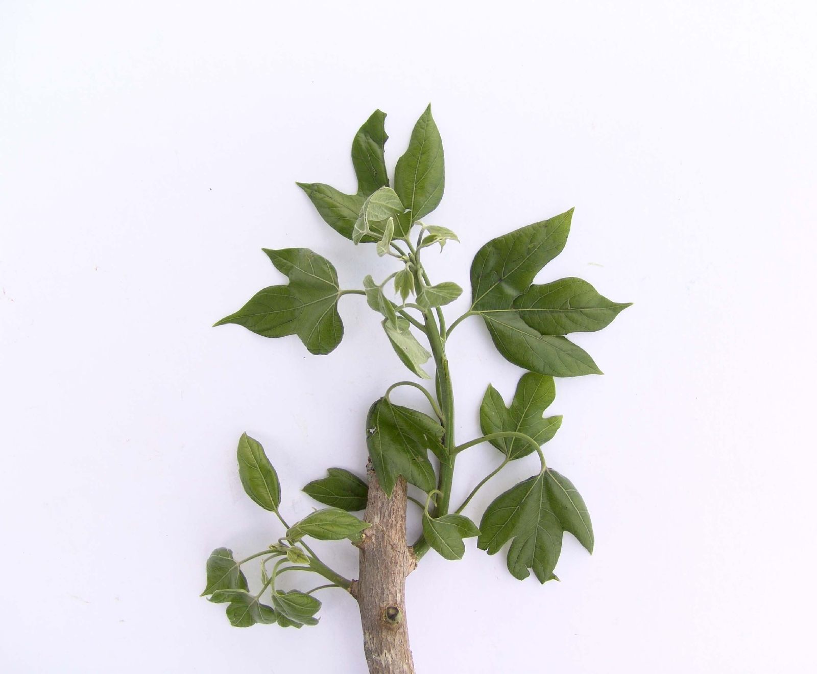 Gyrocarpus image