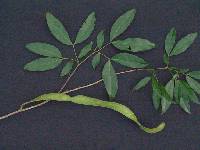 Image of Zygia longifolia