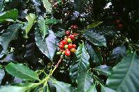 Image of Coffea arabica