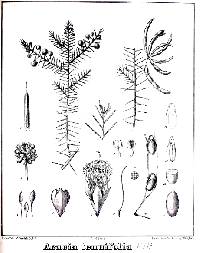 Image of Acacia tenuifolia