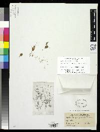 Acmella ciliata image