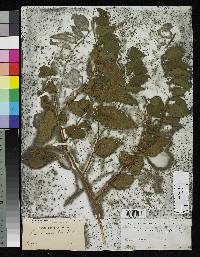 Liriosma grandiflora image