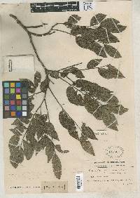 Image of Copaifera epunctata