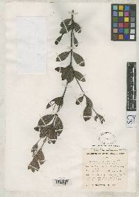 Marlierea buxifolia image