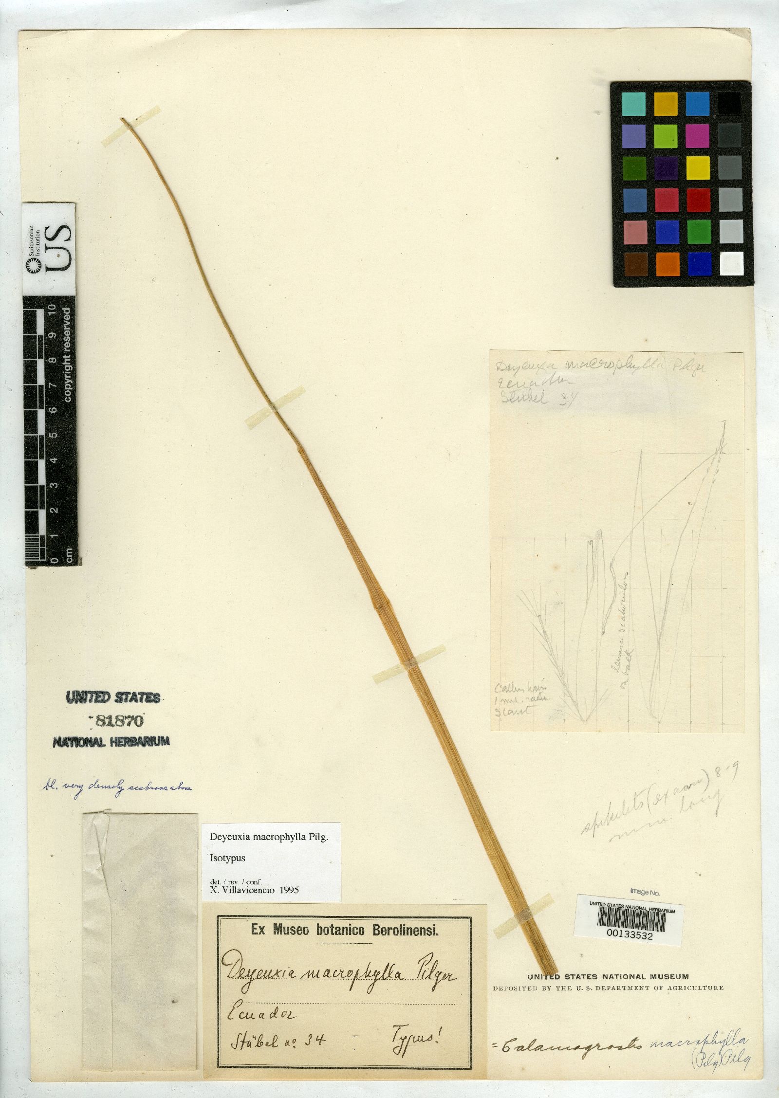 Deyeuxia macrophylla image