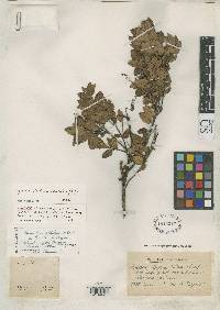Agarista albiflora image