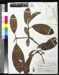 Quiina rigidifolia image