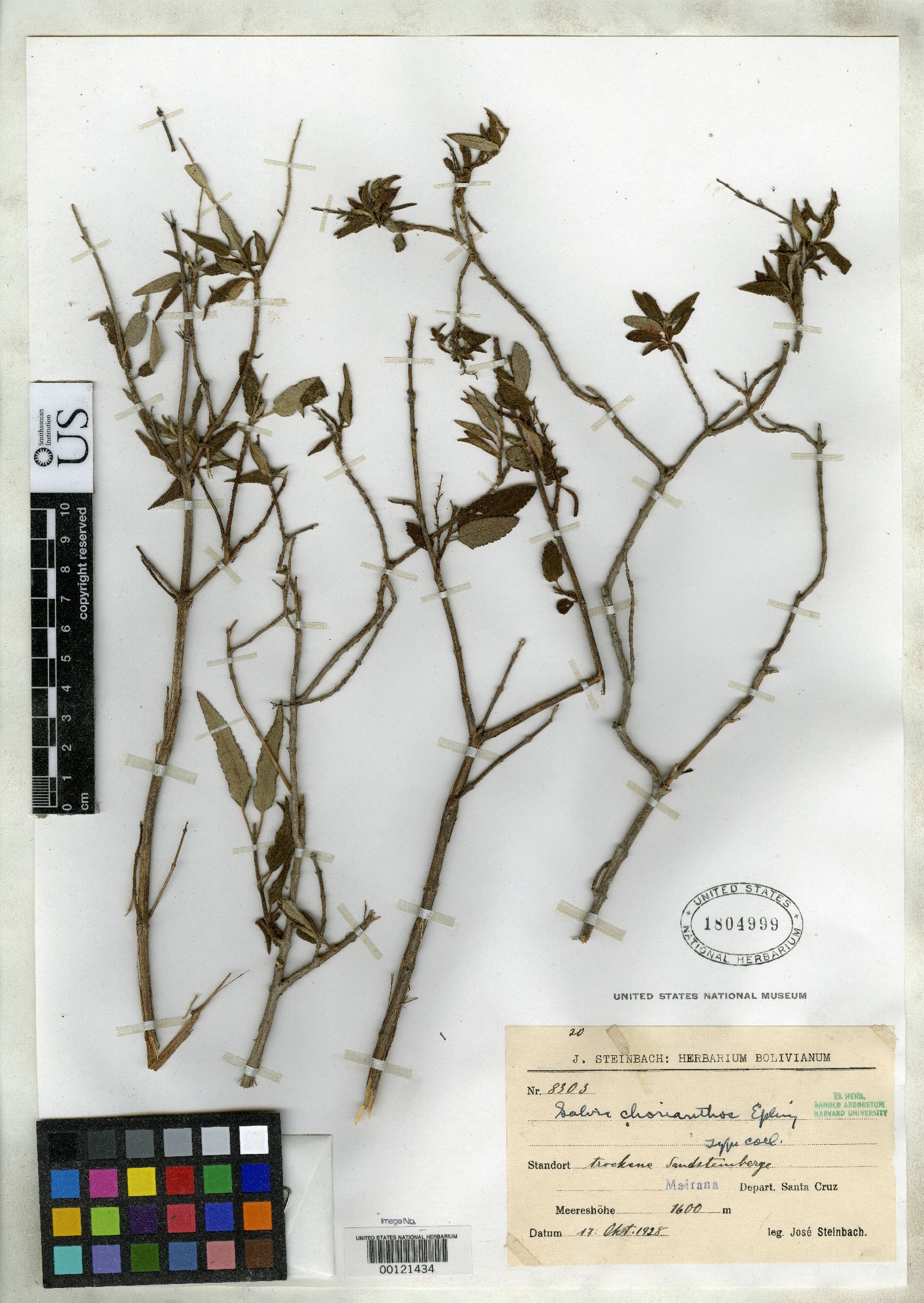 Salvia chorianthos image