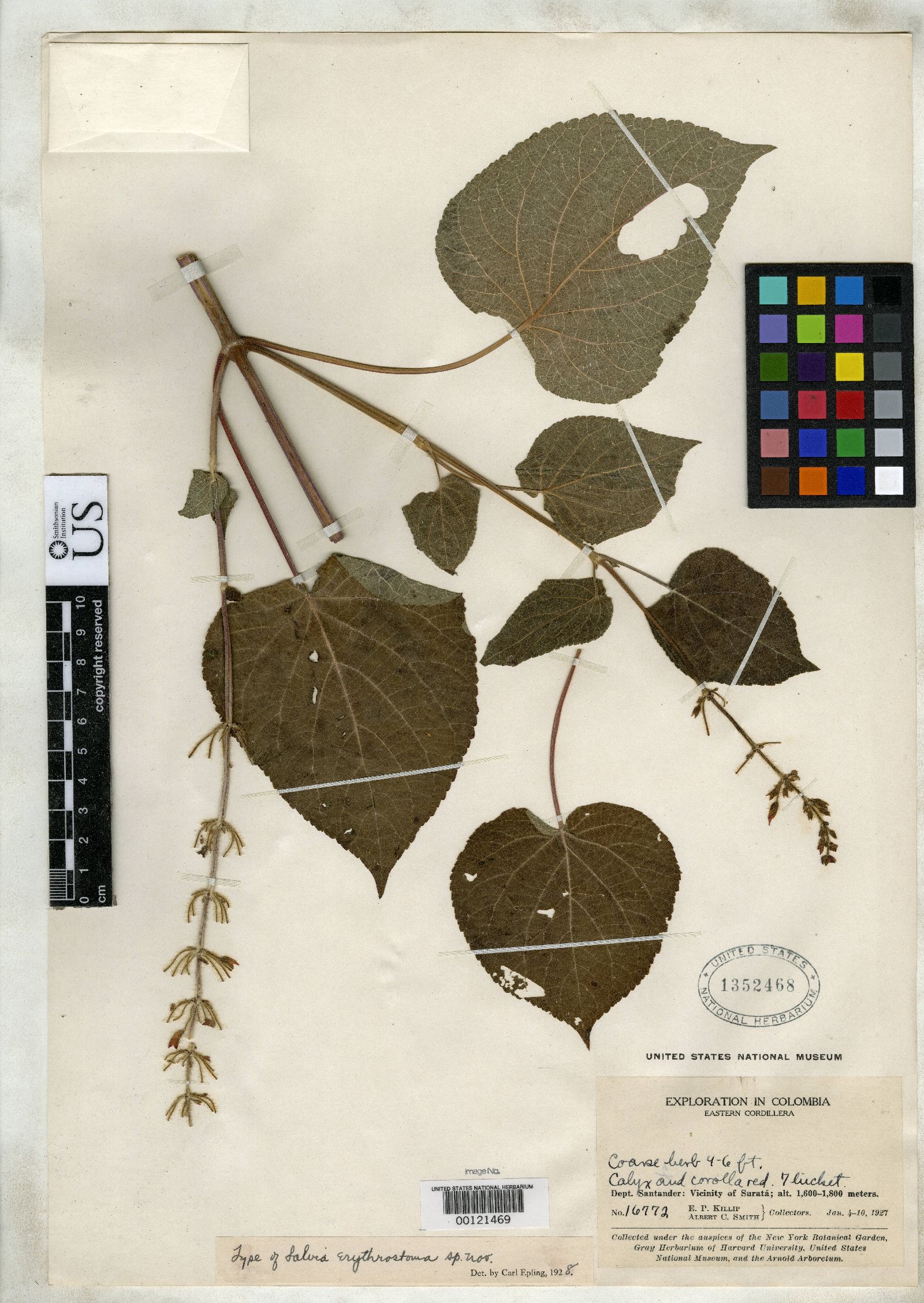 Salvia erythrostoma image
