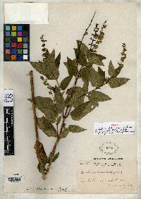 Salvia platystoma image